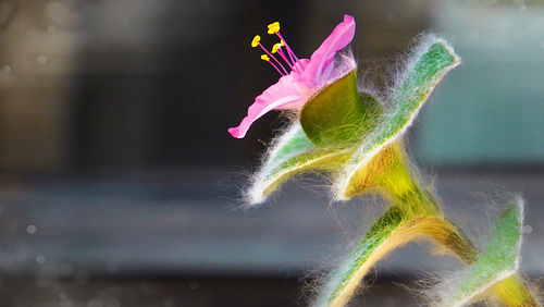 Tradescantia sillamontana, Blüte