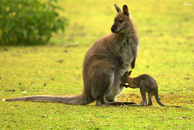 Wallabies