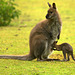 Wallabies