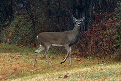 Doe, A Deer - A Female Deer