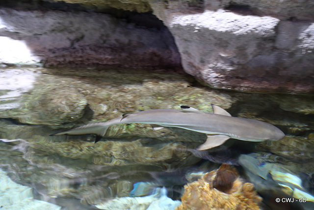 Shark