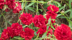 Not sure what she called this plant but it was a lovely colour