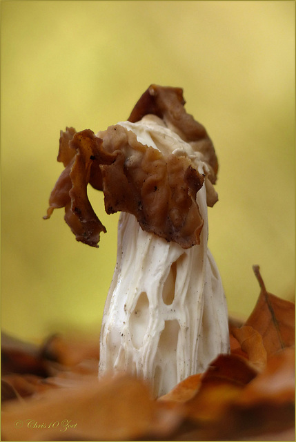 White saddle ~ Witte kluifzwam (Helvella crispa)...