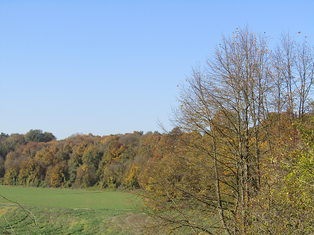 Herbst am Münchshofener Berg