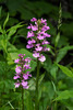 Platanthera psycodes (Small Purple Fringed orchid)