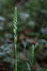 Spiranthes odorata (Fragrant Ladies'-tresses orchid)