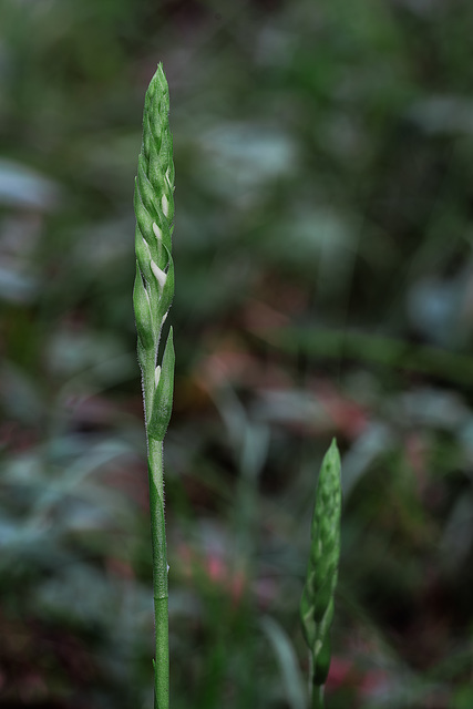 Spiranthes odorata (Fragrant Ladies'-tresses orchid)