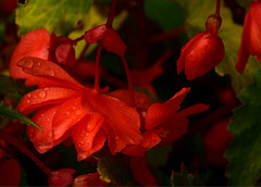 Flowers in the Rain