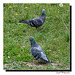 Pigeons des Champs ...