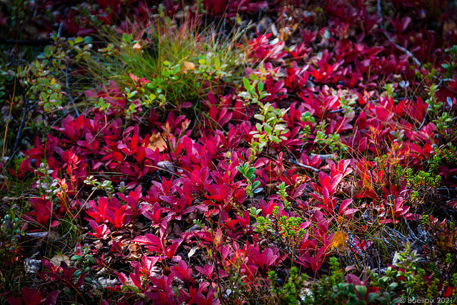 Herbst im Abisko-Nationalpark (© Buelipix)