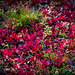 Herbst im Abisko-Nationalpark (© Buelipix)