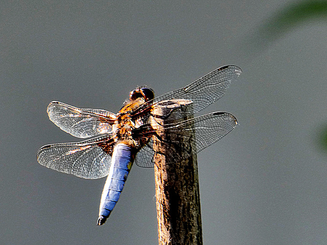 Platbuik libelle