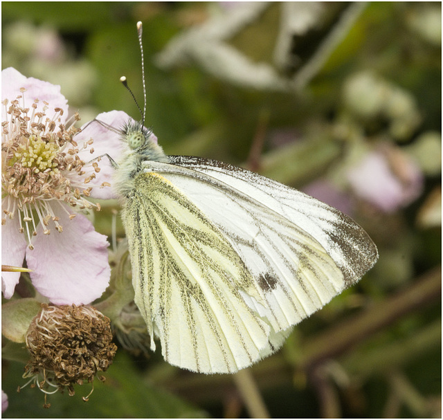 IMG 0573 Green Veined White