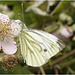 IMG 0573 Green Veined White