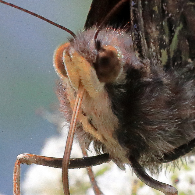 EOS 90D Peter Harriman 12 28 51 10854 redAdmiral closeup dpp