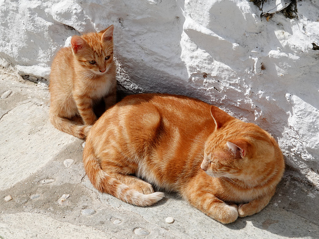 The obligatory cat photo