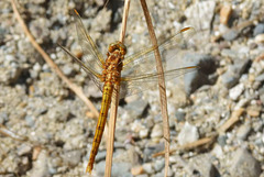 Keeled Skimmer f (Orthetrum coerulescens) 05