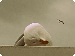 marre du ciel gris