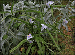 Tradescantia x Andersoniana 'Osprey' Tradescantia x Andersoniana 'Osprey'
