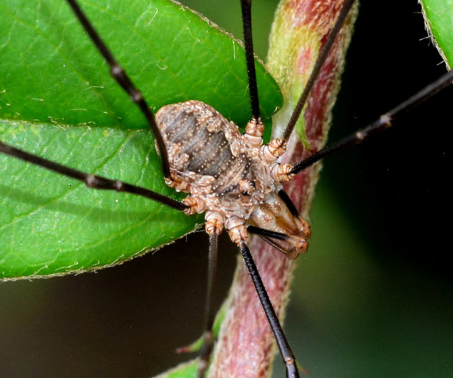 Harvestman. Phalangiids