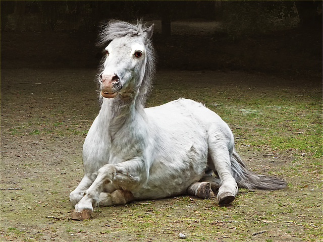 Le poney blanc