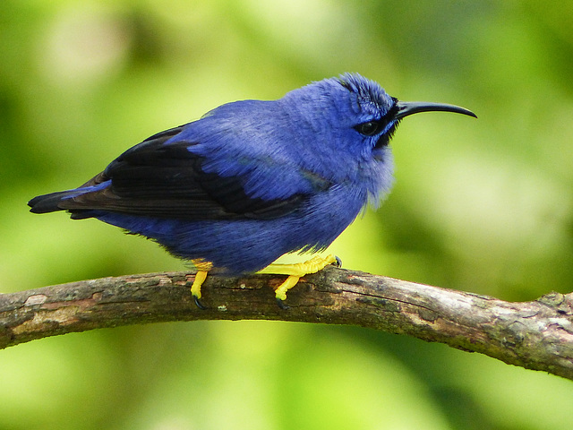 Purple Honeycreeper male, Trinidad