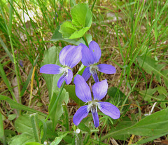 Dog Violet, the last to bloom in the Spring