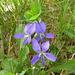 Dog Violet, the last to bloom in the Spring