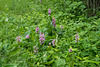 Platanthera psycodes (Small Purple Fringed orchid)