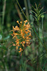 Planthera ciliaris (Yellow Fringed orchid) seed capsules