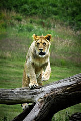 Lion on a log