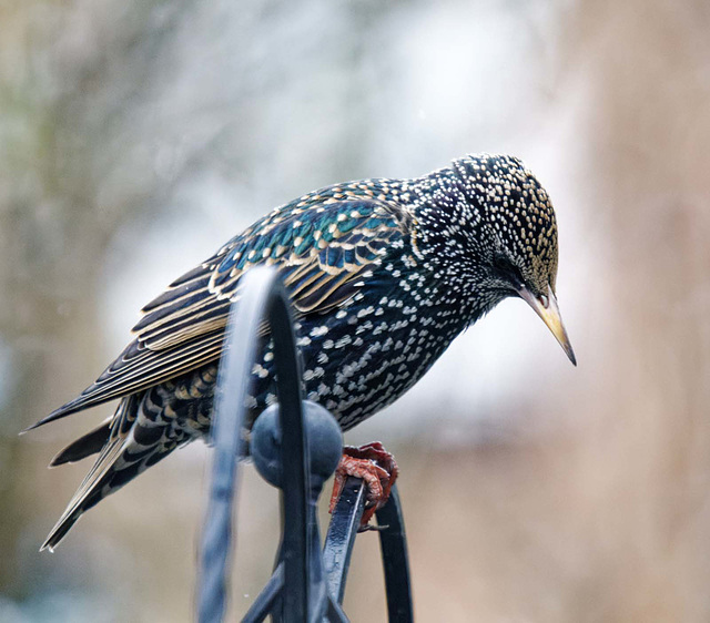 Starling