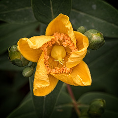 St John's Wort