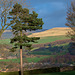 Peak Naze and a Pine