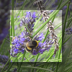 Bumble Bee on Lavender - Peckham Rye Park - London - 19.7.2007