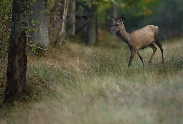 biche