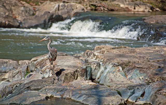 Heron on the Eno