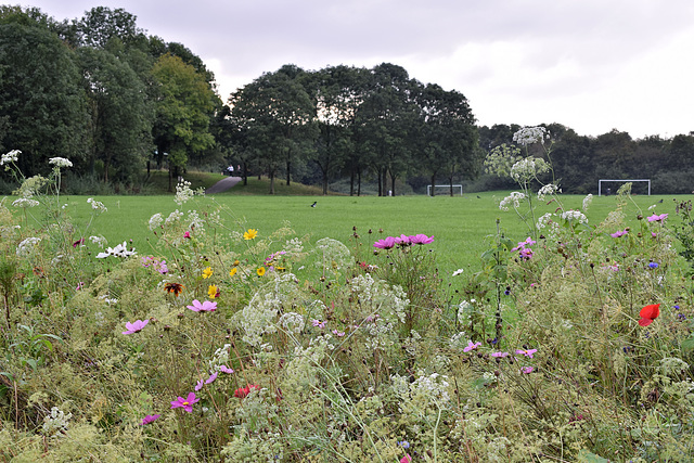 Planted Wild Flowers