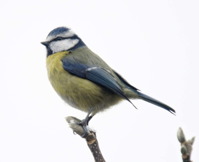 Blue tit