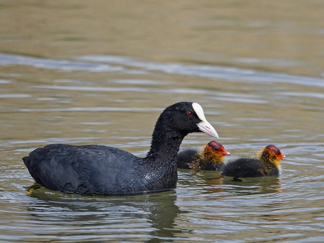 Coot with Chicks (+PiP)