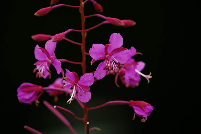 Epilobium angustifolium