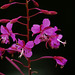 Epilobium angustifolium