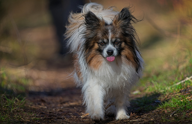 Der Kleine auf seinen Laufsteg :)) The little one on his catwalk :)) Le petit sur son podium :)) Der Kleine auf seinen Laufsteg :)) The little one on his catwalk :)) Le petit sur son podium :))