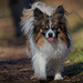 Der Kleine auf seinen Laufsteg :)) The little one on his catwalk :)) Le petit sur son podium :))