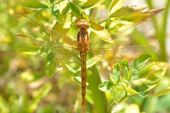 Keeled Skimmer f (Orthetrum coerulescens)