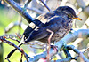 Female Blackbird