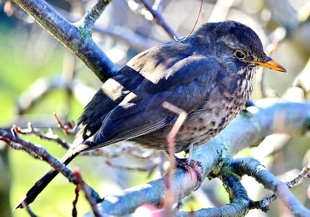 Female Blackbird