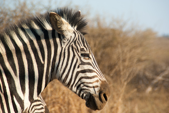 South Africa Zulu Nyala IGP0369