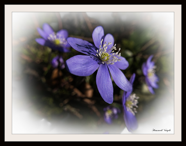 Leberblume