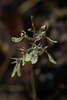 Neottia smallii (Kidney Leaf Twayblade orchid)